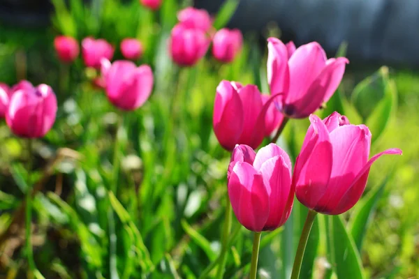 Pink Tulips Background Cards March Congratulations — Stock Photo, Image
