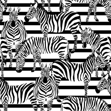 zebra desen çizgili