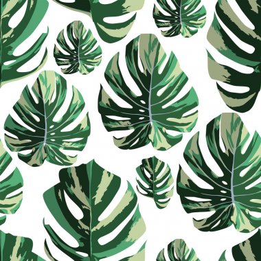 Tropikal monstera Dikişsiz desen beyaz arka plan bırakır