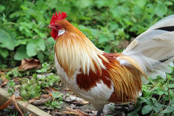 Pyle dutch bantam chicken cockerel — Stock Photo, Image