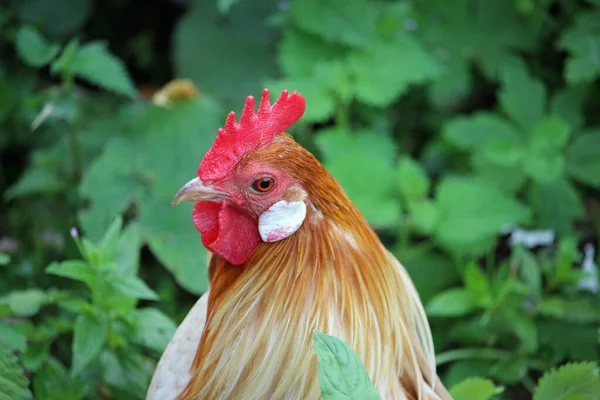 Pyle holandés gallo de pollo gallo bantam —  Fotos de Stock