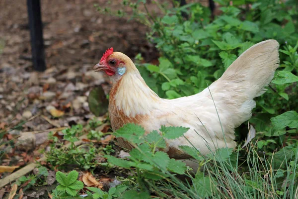 Κοτόπουλο pyle ολλανδικό bantam — Φωτογραφία Αρχείου