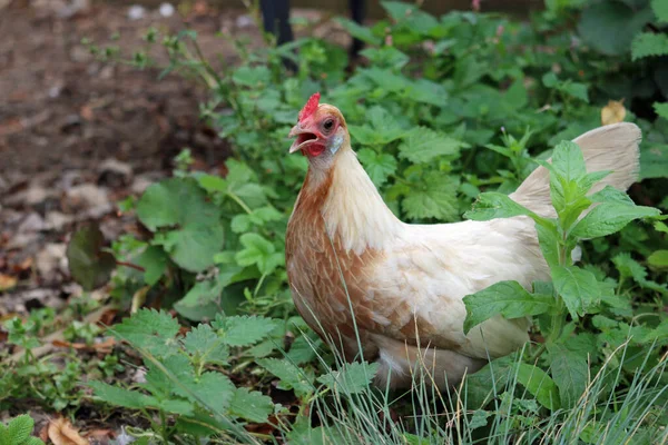 Pyle holandés bantam gallina de pollo —  Fotos de Stock