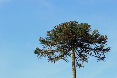 Monkey puzzle tree clipart