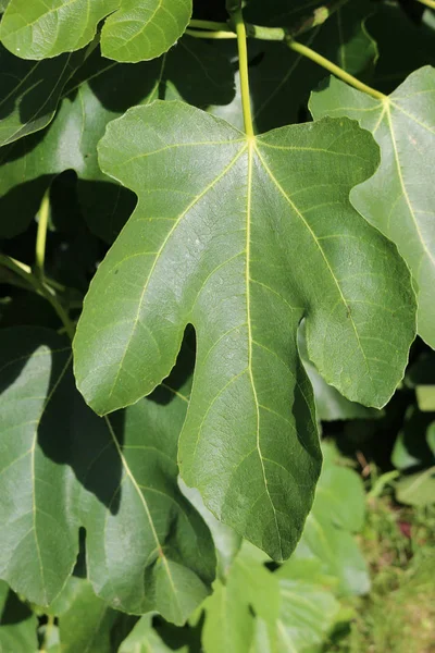 Fig leaves in sunshine