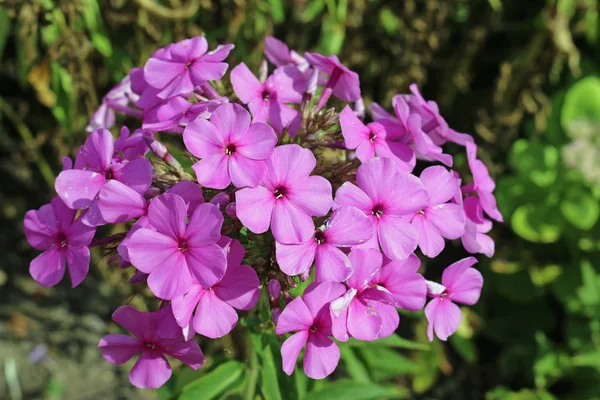 Roze phlox bloemen — Stockfoto