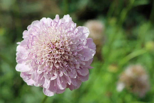 Scabiosa fiore rosa — Foto Stock