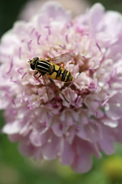 Scabiosa fleur rose avec hoverfly — Photo