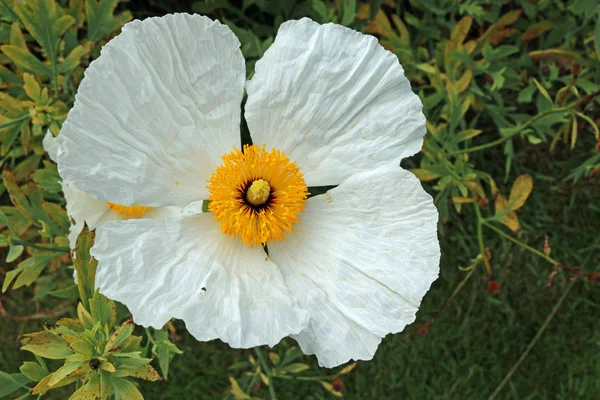 White poppy flowers — Stock Photo, Image