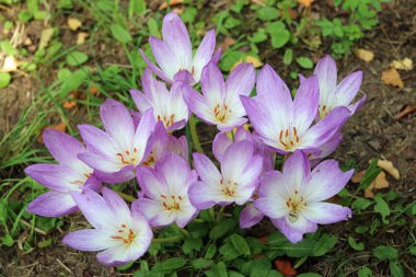 sonbahar Çiğdem çiçek