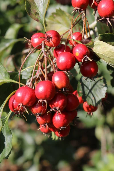 Red crab apples — Stock Photo, Image