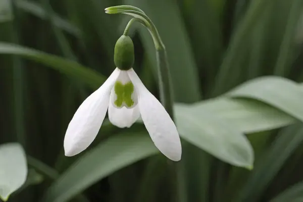 Hóvirág Galanthus Fehér Virág Feltűnő Zöld Kereszttel Mint Egy Csók — Stock Fotó