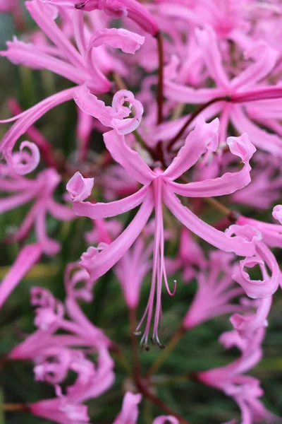 Rózsaszín nerine virágok — Stock Fotó