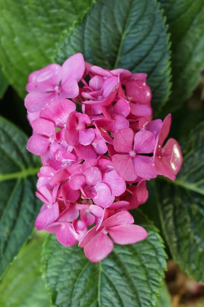 Flores de hortênsia-de-cabeça-rosa — Fotografia de Stock