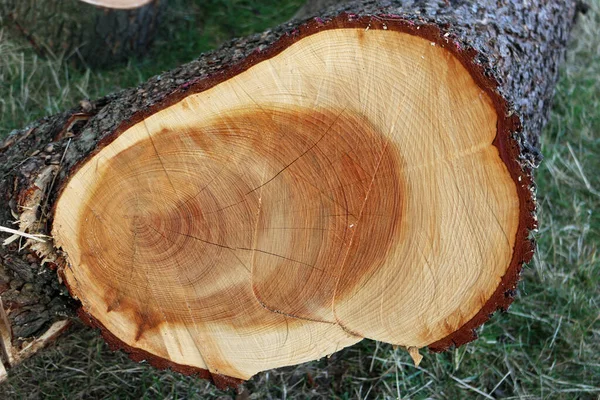 Кільця росту гілок дерева — стокове фото