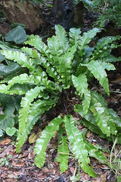 Harts tongue fern — Stock Photo, Image