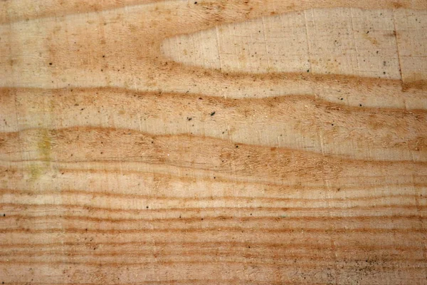 Douglas köknar ağacı kereste testeresi