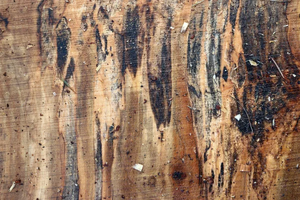Spalted maple tree sawn timber plank — Stock Photo, Image