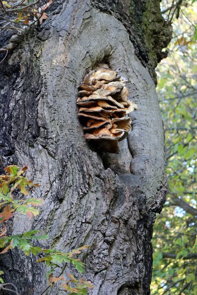 Μύκητες που αναπτύσσονται από το δέντρο — Φωτογραφία Αρχείου
