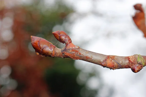 Horse chestnut tree bud — Stock Photo, Image