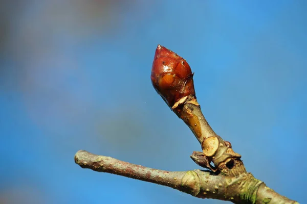 Horse chestnut tree bud — Stock Photo, Image