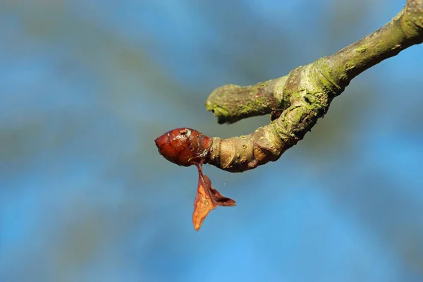 Horse chestnut tree bud — Stock Photo, Image