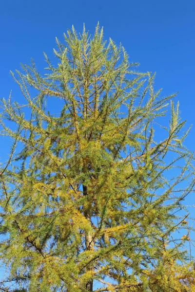 Larch δέντρο το φθινόπωρο — Φωτογραφία Αρχείου