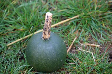 Küçük cevher kabağı.