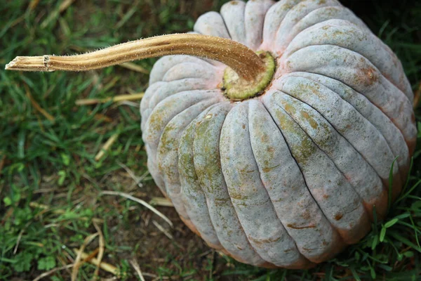 Black futsu pumpkin squash — Stock Photo, Image
