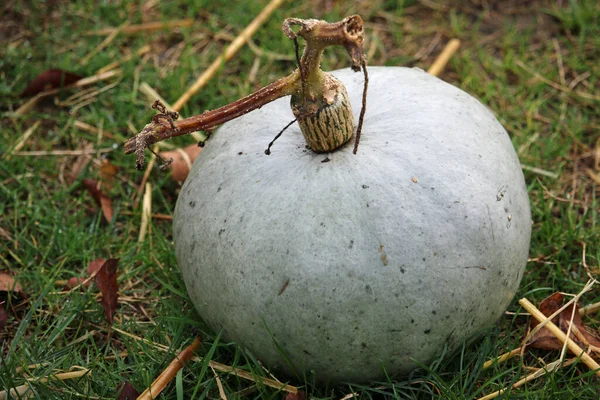 Kroonprins pompoen pompoen pompoen — Stockfoto