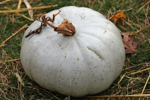 Kronprins pumpa squash — Stockfoto