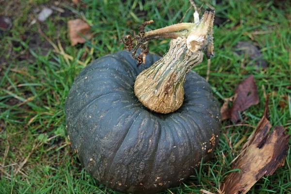 Abóbora Kabocha abóbora — Fotografia de Stock