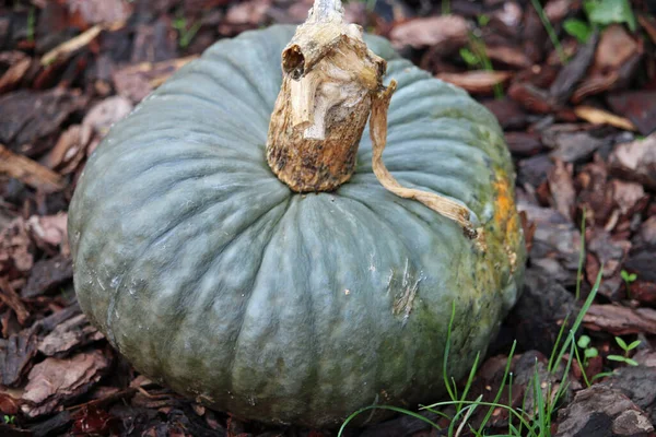 Calabaza de calabaza Marina di Chioggia — Foto de Stock