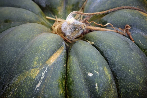 Musquee de Provence calabaza calabaza —  Fotos de Stock