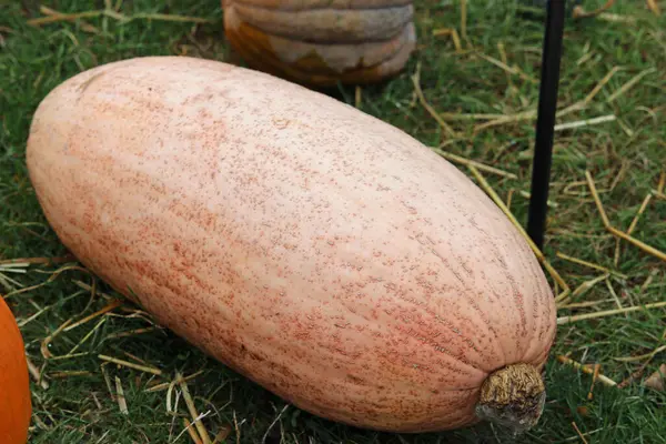 Calabaza de plátano rosa —  Fotos de Stock