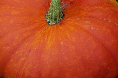 Turuncu kabak türü bilinmiyor.