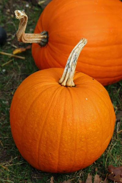 Jack o linterna calabaza squashes — Foto de Stock