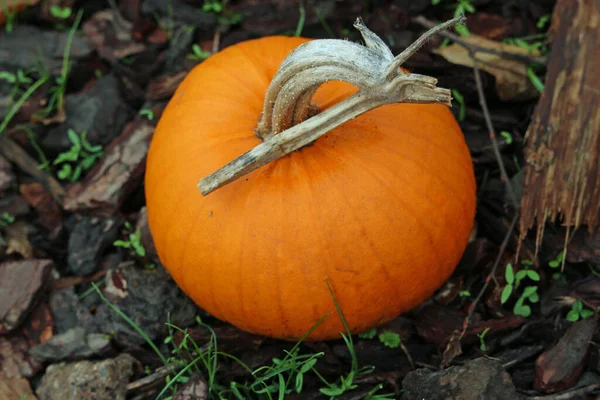 Calabaza de calabaza de Nueva Inglaterra pastel —  Fotos de Stock