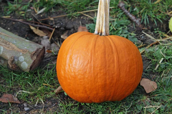 Courge citrouille orange variété inconnue — Photo