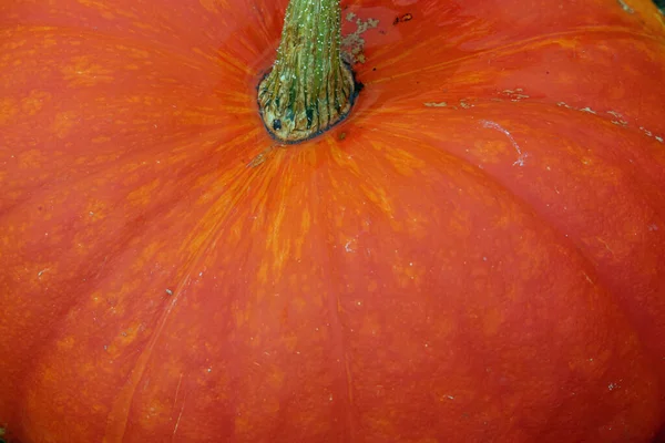 Dynia pomarańczowa squash nieznana odmiana — Zdjęcie stockowe