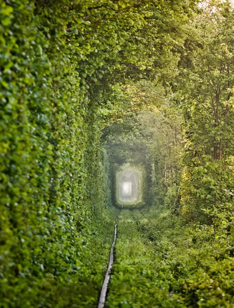 Φυσικό «τούνελ της αγάπης» σχηματίζεται από δέντρα στην Ουκρανία — Φωτογραφία Αρχείου