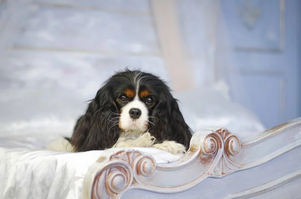 骑士国王查尔斯猎犬在床上 — 图库照片