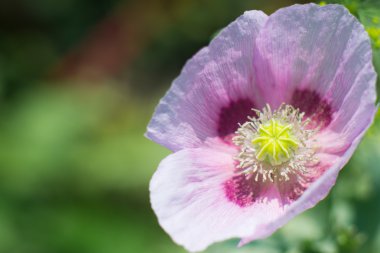 Pembe haşhaş doğal artalanları