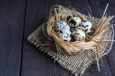 Yuvada bıldırcın yumurtası