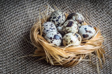 Yuvada bıldırcın yumurtası