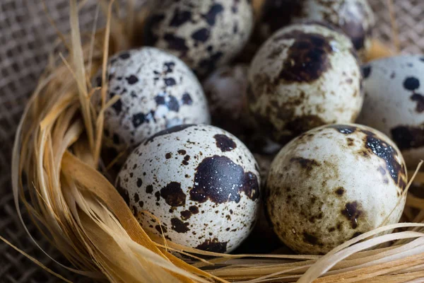 Quail eggs in nest — Stock Photo, Image