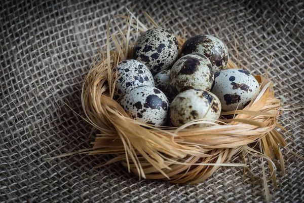 Yuvada bıldırcın yumurtası