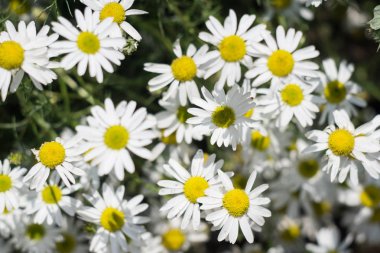 Papatya alan arka plan