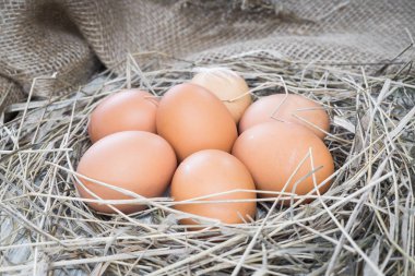 saman Nest kahverengi yumurta