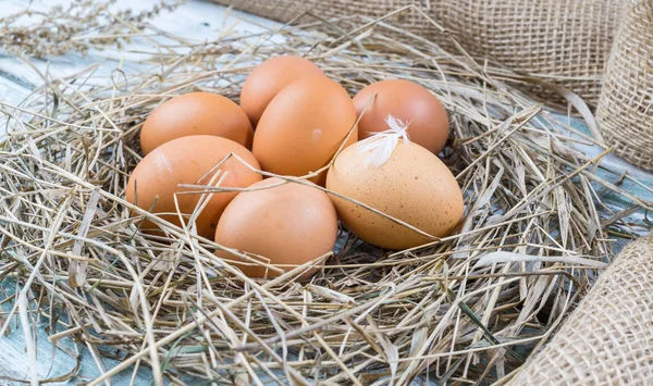 saman Nest kahverengi yumurta